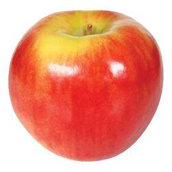 Apple - Autumn Glory