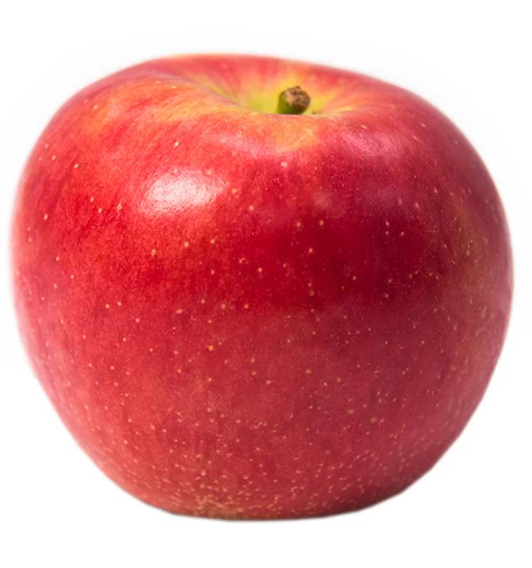 Apple - Kiku