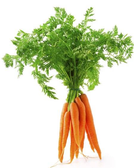 Carrot - Bunched