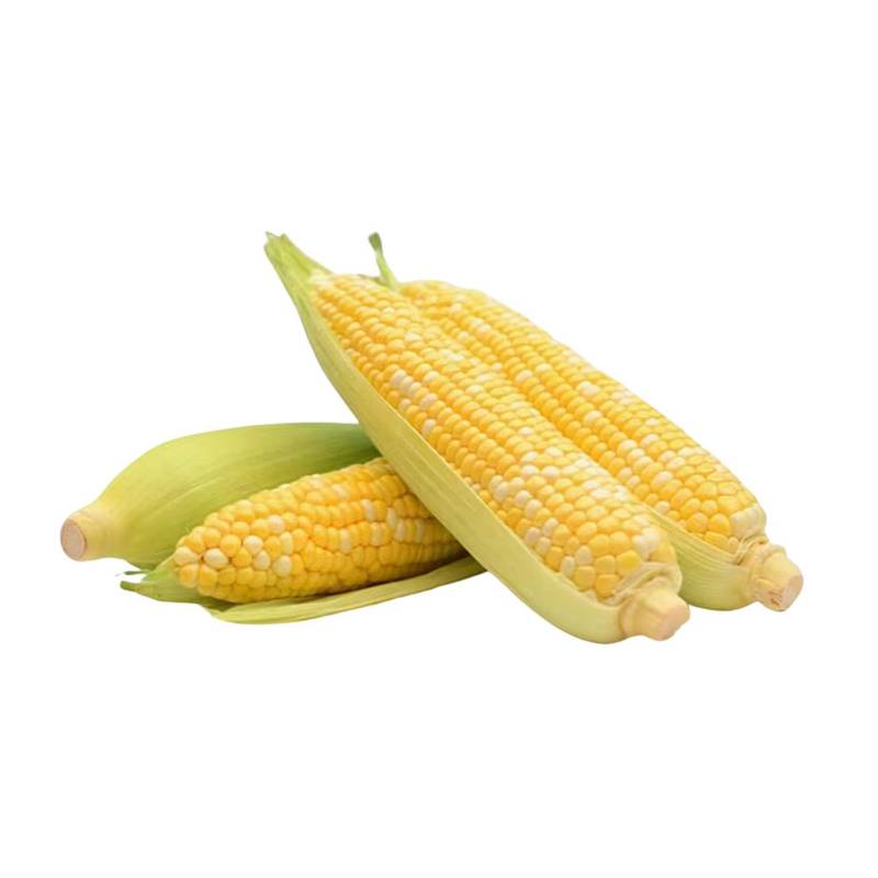 Corn - Alberta