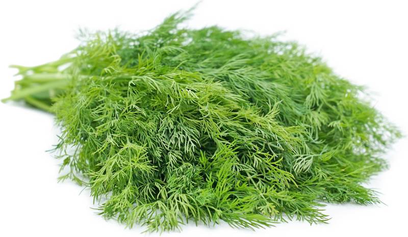 Dill - Baby Dill - bunched