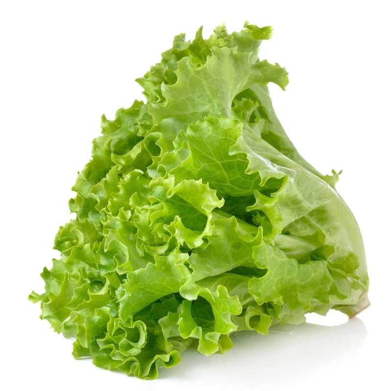 Lettuce - Green Leaf - stalk