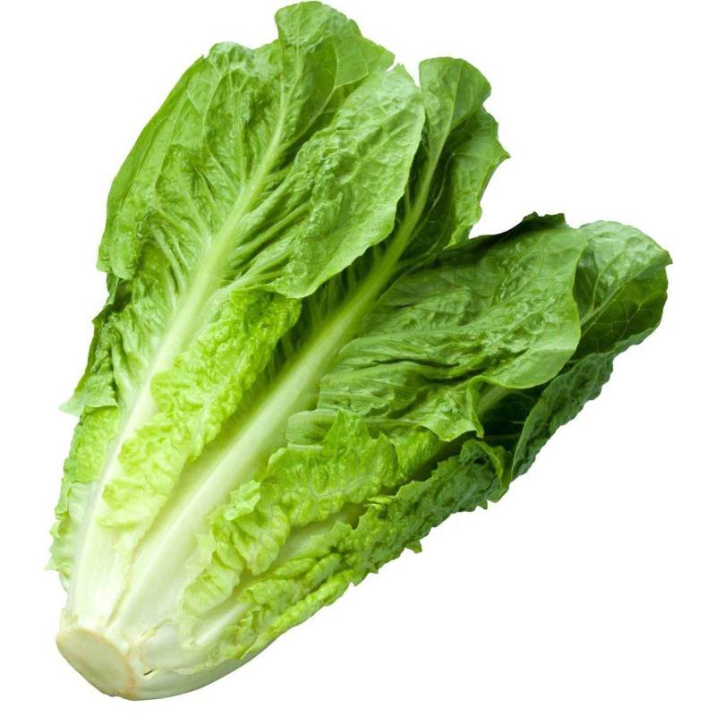 Lettuce - Romain - stalk