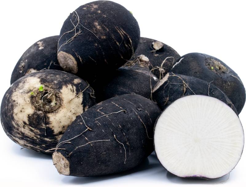 Radish - Black - bulk single